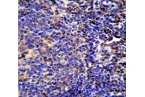 S100A4 antibody immunohistochemistry analysis in formalin fixed and paraffin embedded human tonsil tissue.