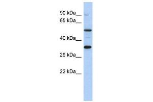 WB Suggested Anti-CREB1  Antibody Titration: 0. (CREB1 anticorps  (Middle Region))