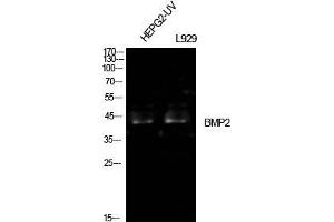 Western Blot (WB) analysis of HepG2-UV, L929 cells using BMP-2 Polyclonal Antibody. (BMP2 anticorps  (Internal Region))