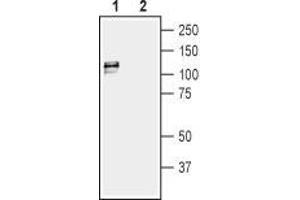 Western blot analysis of rat bladder lysate: - 1. (KCNMA1 anticorps  (C-Term, Intracellular))
