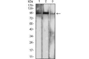 Western blot analysis using NFKB2 mouse mAb against NIH/3T3 (1), MCF-7 (2), and THP-1 (3) cell lysate. (NFKB2 anticorps  (AA 712-900))