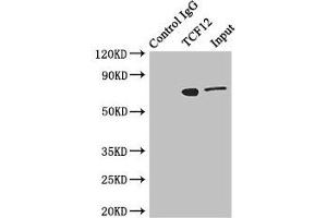 TCF12 anticorps  (AA 443-682)