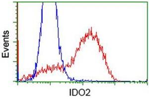 HEK293T cells transfected with either RC223337 overexpress plasmid (Red) or empty vector control plasmid (Blue) were immunostained by anti-IDO2 antibody (ABIN2453838), and then analyzed by flow cytometry. (IDO2 anticorps)