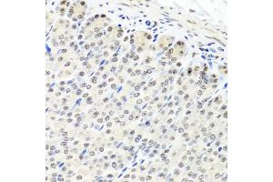Immunohistochemistry of paraffin-embedded mouse stomach using CNOT8 antibody. (CNOT8 anticorps)