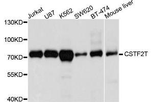 Western blot analysis of extracts of various cell lines, using CSTF2T antibody. (CSTF2T anticorps  (AA 420-560))