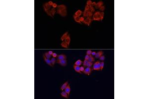Immunofluorescence analysis of HeLa cells using MTOR antibody (ABIN2737201) at dilution of 1:100. (MTOR anticorps)
