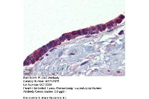 Immunohistochemistry with Human Lung, respiratory epethelium tissue at an antibody concentration of 5. (BPIFA1 anticorps  (Middle Region))