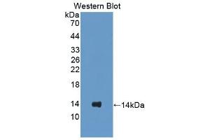 WB of Protein Standard: different control antibodies against Highly purified E.