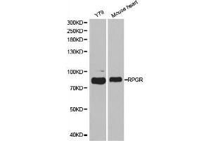 Western blot analysis of extracts of various cell lines, using RPGR antibody. (RPGR anticorps  (AA 1-260))