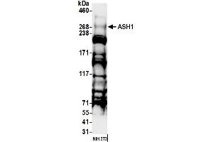 Western Blotting (WB) image for anti-Achaete-Scute Complex Homolog 1 (Drosophila) (ASCL1) (AA 2919-2969) antibody (ABIN7453478)