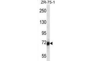 Western Blotting (WB) image for anti-SP100 Nuclear Antigen (SP100) antibody (ABIN2998211) (SP100 anticorps)