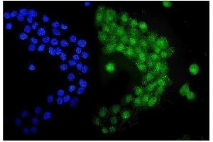 IF analysis of UBE1C using anti-UBE1C antibody (ABIN3043952).