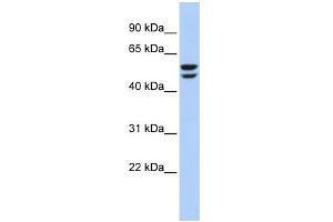 WB Suggested Anti-ATP6V1B2 Antibody Titration: 0. (ATP6V1B2 anticorps  (N-Term))