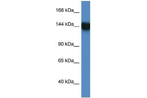 WB Suggested Anti-BAT3 AntibodyTitration: 1. (BAT3 anticorps  (C-Term))