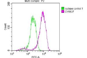 Overlay histogram showing Jurkat cells stained with ABIN7127469 (red line) at 1:50.