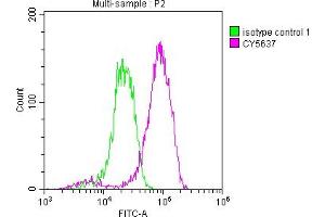 Overlay histogram showing Jurkat cells stained with ABIN7127469 (red line) at 1:50. (Recombinant EIF5A anticorps)