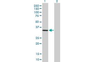 Western Blot analysis of HSA9761 expression in transfected 293T cell line by HSA9761 MaxPab polyclonal antibody. (DIMT1 anticorps  (AA 1-313))