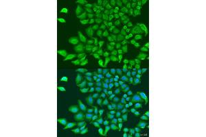 Immunofluorescence analysis of U2OS cells using TUBGCP3 antibody (ABIN1875232) at dilution of 1:100. (TUBGCP3 anticorps)