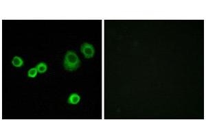 Immunofluorescence (IF) image for anti-Holocytochrome C Synthase (HCCS) (Internal Region) antibody (ABIN6300069) (HCCS anticorps  (Internal Region))
