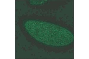 Gephyrin immunochemical staining of 0-12 hour embryos.