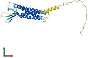 AlphaFold protein structure predicition of Human Recombinant CLDN2 Protein, UniprotID P57739