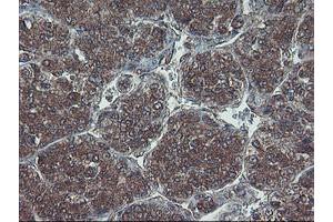 Image no. 3 for anti-Haloacid Dehalogenase-Like Hydrolase Domain Containing 1 (HDHD1) antibody (ABIN1498623) (HDHD1 anticorps)