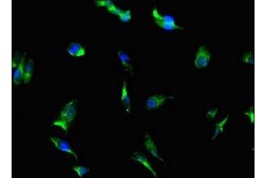 Immunofluorescent analysis of Hela cells using ABIN7169300 at dilution of 1: 100 and Alexa Fluor 488-congugated AffiniPure Goat Anti-Rabbit IgG(H+L) (PGAM5 anticorps  (AA 30-223))