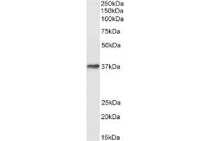 ABIN185480 (0. (DARC anticorps  (N-Term))