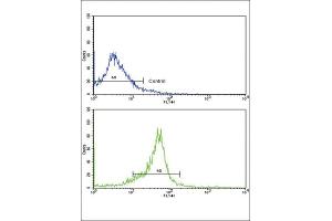 Flow Cytometry (FACS) image for anti-Wingless-Type MMTV Integration Site Family, Member 5B (WNT5B) antibody (ABIN3003826)