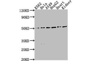 Western Blot Positive WB detected in: K562 whole cell lysate, HeLa whole cell lysate, A549 whole cell lysate, HepG2 whole cell lysate, Mouse heart tissue, Mouse kidney tissue All lanes: ENPP7 antibody at 1:2000 Secondary Goat polyclonal to rabbit IgG at 1/50000 dilution Predicted band size: 52 kDa Observed band size: 52 kDa (ENPP7 anticorps  (AA 22-216))