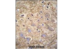 PCDHGA1 Antibody (Center) (ABIN655609 and ABIN2845092) immunohistochemistry analysis in formalin fixed and paraffin embedded human brain tissue followed by peroxidase conjugation of the secondary antibody and DAB staining. (PCDHGA1 anticorps  (AA 287-315))