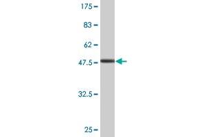 Western Blot detection against Immunogen (47.