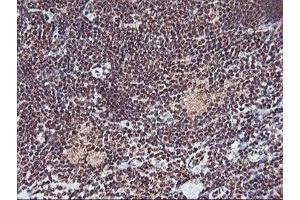 Image no. 2 for anti-Monoglyceride Lipase (MGLL) antibody (ABIN1499442) (MGLL anticorps)