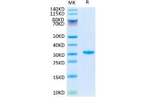 Human CD24 on Tris-Bis PAGE under reduced conditions. (CD24 Protein (AA 27-59) (GST tag))