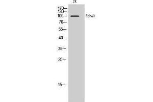 Western Blotting (WB) image for anti-EPH Receptor A3 (EPHA3) (Ser346) antibody (ABIN3184502) (EPH Receptor A3 anticorps  (Ser346))