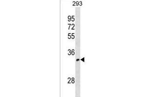 OR52I1 Antibody (C-term) (ABIN1536853 and ABIN2838245) western blot analysis in 293 cell line lysates (35 μg/lane).