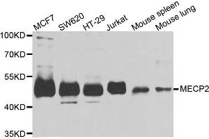 Western blot analysis of extracts of various cell lines, using MECP2 antibody (ABIN5973330) at 1/1000 dilution. (MECP2 anticorps)