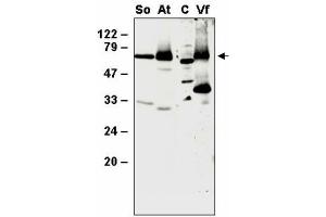 Western blot analysis of thylakoid proteins from Spinacia olearcea (So), Arabidopsis thaliana (At), Vicia faba (Vf) and the whole cellular proteins from Chlamydomonas (C) with anti- SppA1 (SppA1 anticorps)