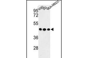 Western blot analysis of G Antibody (C-term) (ABIN652835 and ABIN2842544) in K562, 293, MDA-M cell line lysates (35 μg/lane). (GPA33 anticorps  (C-Term))