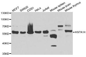 Western blot analysis of extracts of various cell lines, using HSPA14 antibody. (HSPA14 anticorps  (AA 240-509))