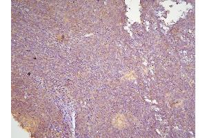 IHC analysis of HOOK3 using anti-HOOK3 antibody (ABIN6719547). (HOOK3 anticorps  (AA 14-198))