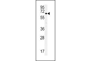 ESRP1 Antibody (N-term) (ABIN652121 and ABIN2840556) western blot analysis in MCF-7 cell line lysates (35 μg/lane). (ESRP1 anticorps  (AA 182-211))