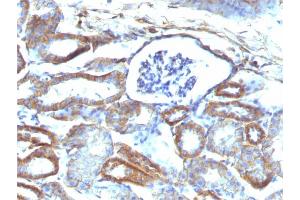 Formalin-fixed, paraffin-embedded Mouse Kidney stained with Spectrin beta III Monoclonal Antibody (SPTBN2/1584).