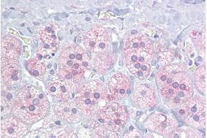 Immunohistochemistry with Adrenal tissue at an antibody concentration of 10µg/ml using anti-NR5A1 antibody (ARP45619_P050)