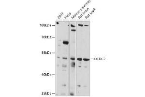 Western blot analysis of extracts of various cell lines, using DCDC2 antibody (ABIN7266841) at 1:1000 dilution.