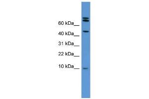 WB Suggested Anti-Bmp2 Antibody Titration:  0. (BMP2 anticorps  (Middle Region))