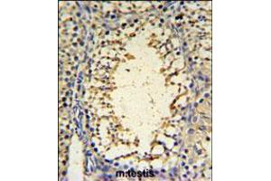 IMP3 Antibody IHC analysis in formalin fixed and paraffin embedded mouse testis tissue followed by peroxidase conjugation of the secondary antibody and DAB staining.