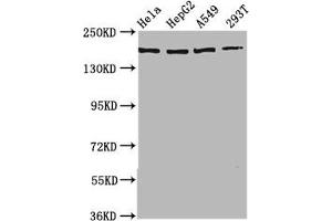 Western Blot Positive WB detected in: Hela whole cell lysate, HepG2 whole cell lysate, A549 whole cell lysate, 293T whole cell lysate All lanes: HECW2 antibody at 3. (HECW2 anticorps  (AA 495-641))