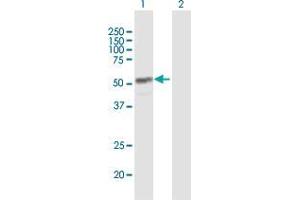 Western Blot analysis of CYP4Z1 expression in transfected 293T cell line by CYP4Z1 MaxPab polyclonal antibody.