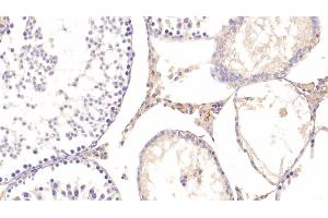 Detection of APOE in Rat Testis Tissue using Polyclonal Antibody to Apolipoprotein E (APOE)